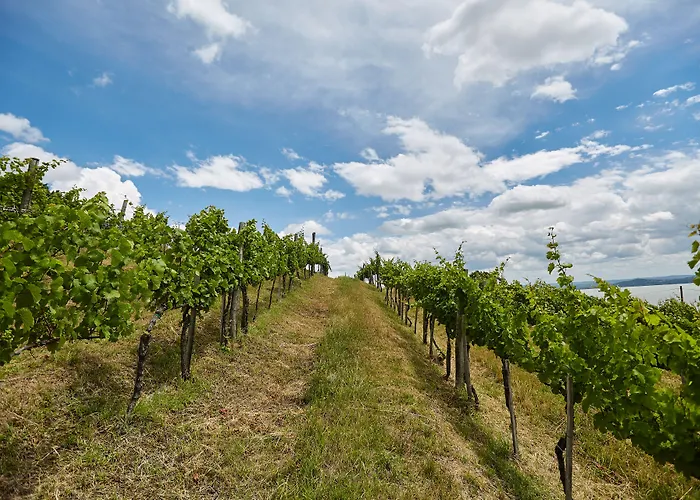 Hotel Patzay Borhotel Badacsony